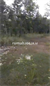 Image Property Tanah murah jogja