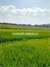 Image Property jual sawah di gamping dekat spbe