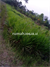 Image Property JUAL TANAH SAWAH 100 MTR DARI TOL JOGJA BAWEN