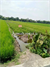 Image Property JUAL SAWAH TANAH MURAH DI GAMPING