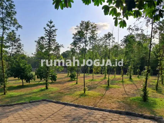 Image Property Kebun Luas Dengan Rusa