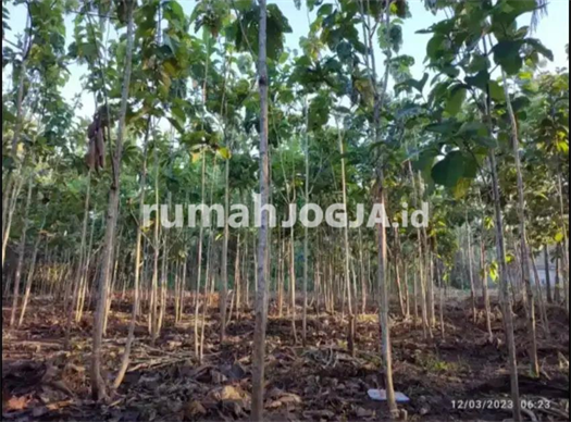 Image Property Tanah Besar Murah Cocok Buat Investasi Perumahan